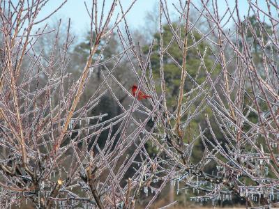 Robin in Limbs