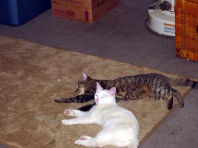 u11/larrytucaz/medium/42792146.img_1127_rz.jpg