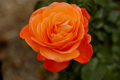 Orange Rose