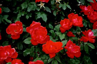Red Roses