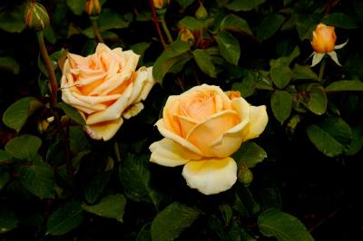 Yellow Rosebuds