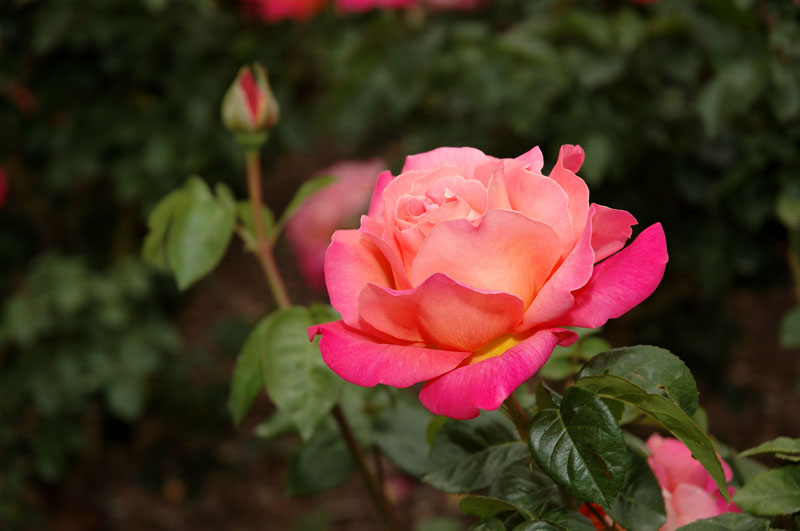 Rose Bloom and Bud