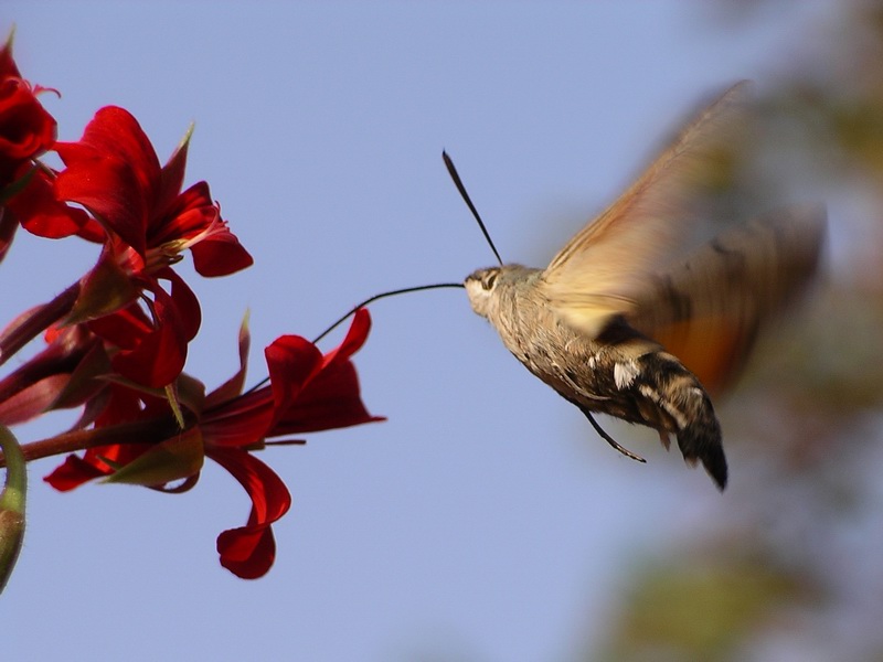 Fleurs et sphinx