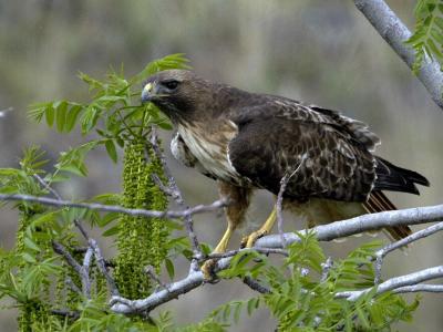 Nesting Redtail Hawk