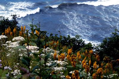 Oceanside Wildflowers