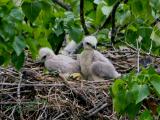 Redtail Hawk Chicks
