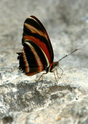 Butterfly Cocrell Butterfly Museum Houston0703