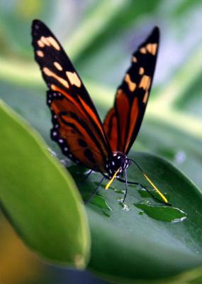 Butterfly Cockrell Butterfly Museum0709Crop.jpg