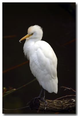 Egret Houston Zoo 5091