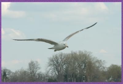 Gull