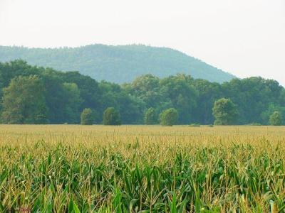cornfield large view