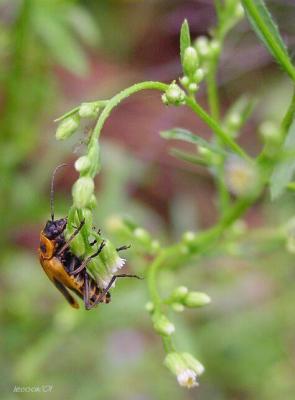 bug on panicled aster