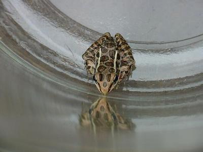 pickerel frog...