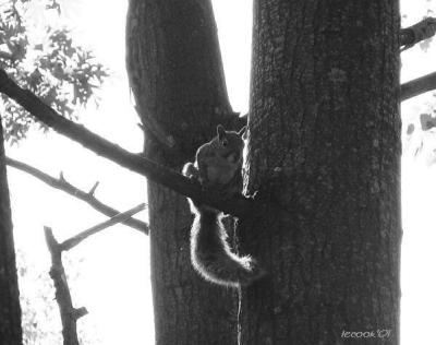 squirrel nutkin