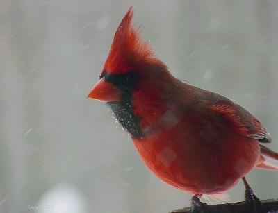 cardinal at feeder during snowstorm