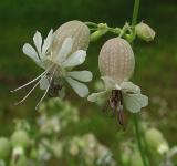 wild cousin of the bladderwort family
