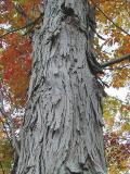 shag bark hickory tree