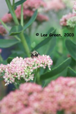 Bee.jpg