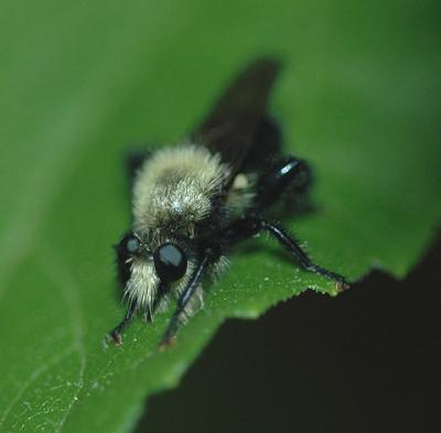 Family Asilidae