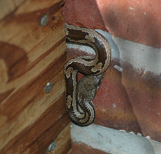 Gulf Hammock Rat Snake