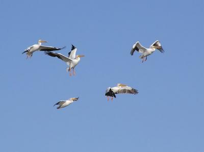 white pelis in flight.jpg