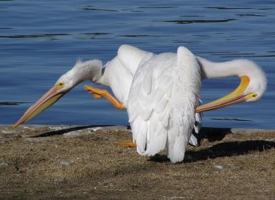 white peli group two heads one body.jpg