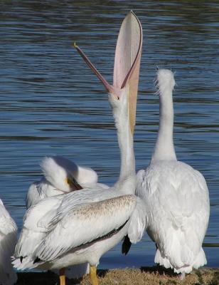 white peli group pouch.jpg