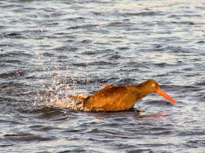 black_oystercatchers_2