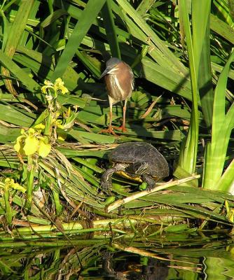 green_heron_and_turtle