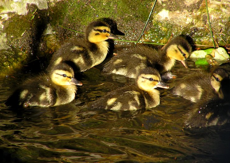 ducklings.jpg