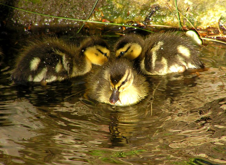 ducklings trio.jpg