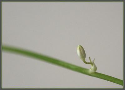 Office plant