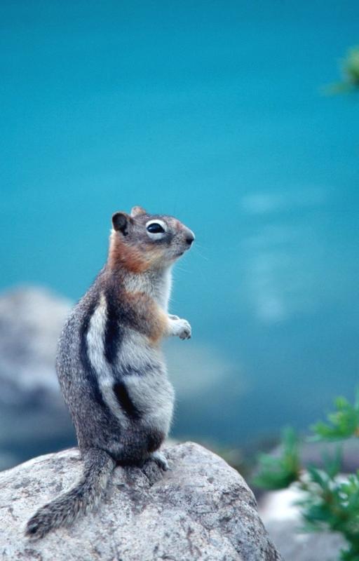 Golden Mantled Ground Squirrel