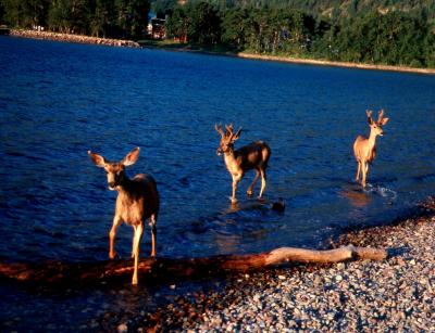 Three Deer Swimming