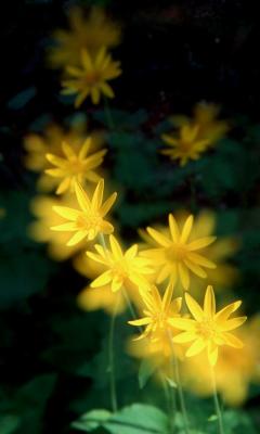Yellow Flowers at Peyto Lake