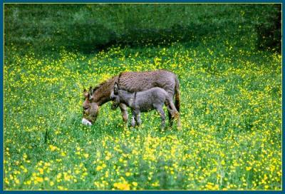 Donkeys at Cormatin