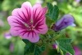 Flower03100208.jpg