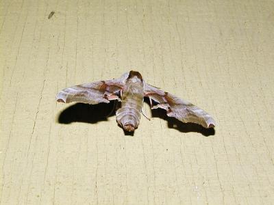 One-eyed Sphinx moth (Smerinthus cerisyi)