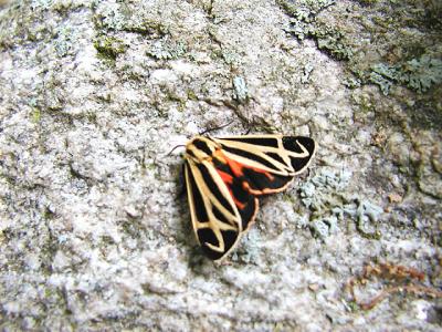 Nais Tiger Moth (Apantesis nais)