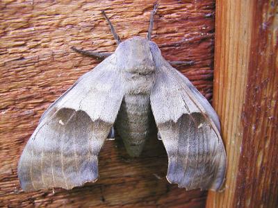 Big Poplar Sphinx moth (aka Modest Sphinx- Pachysphinx modesta)