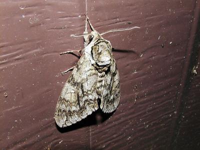 Waved Sphinx Moth  (Ceratomia undulosa)