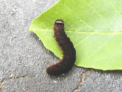 Red-winged Sallow caterpillar (Xystopeplus rufago)