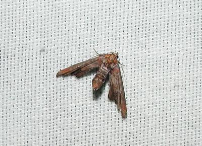 Dark Marathyssa (Marathyssa inficita-Eutellinae)