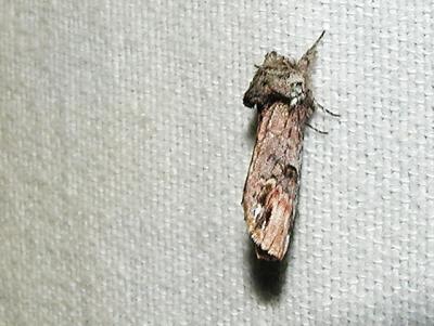 Unicorn Caterpillar Moth ( Schizura unicornis)