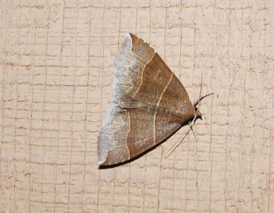 Maple Looper Moth (Parallelia bistriaris)
