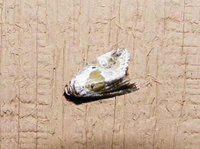 Black-dotted Lithacodia (Lithacodia synochitis)
