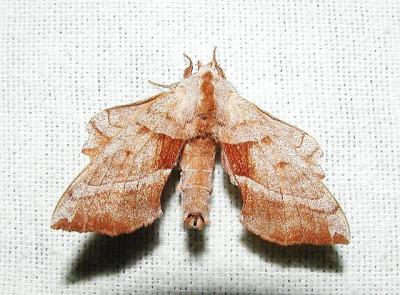 Walnut Sphinx Moth (Laothoe juglandis)