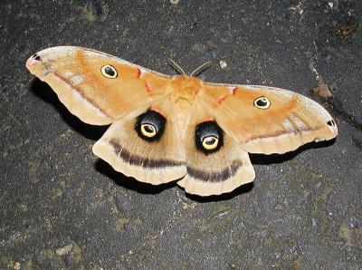 Polyphemus moth