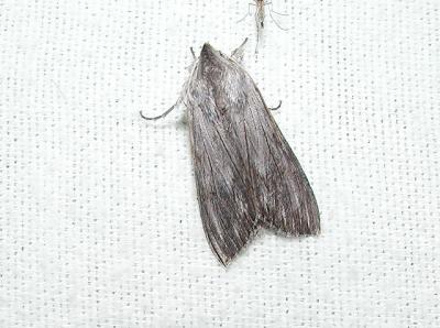 Streaked Dagger Moth (Acronicta lithospila)