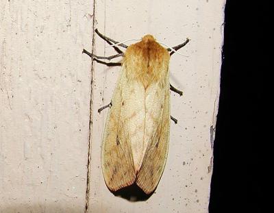  Isabella Tiger Moth (Pyrrharctia isabella)
